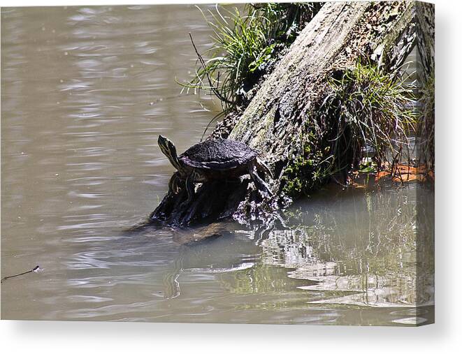 Turtles Canvas Print featuring the photograph Sun bathing by Jessica Brown