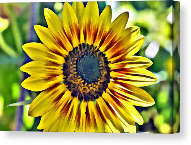 Flowers Canvas Print featuring the photograph Sun Burst by Spencer Hughes