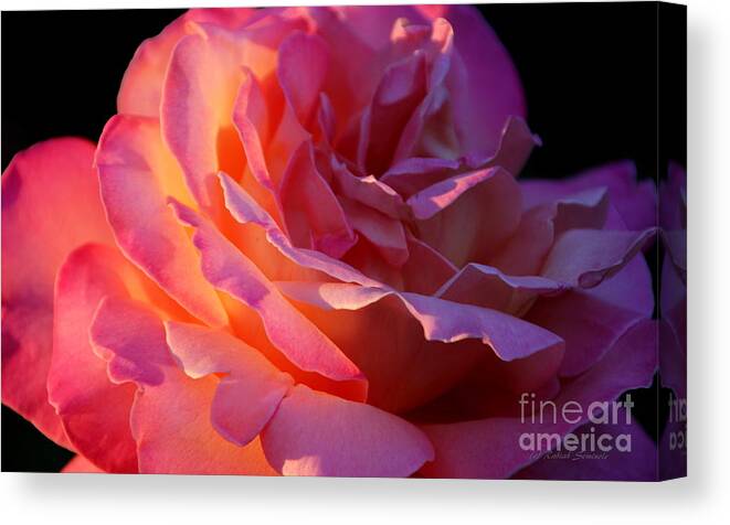 Roses Canvas Print featuring the photograph The Sun The Rose and Me by Rabiah Seminole