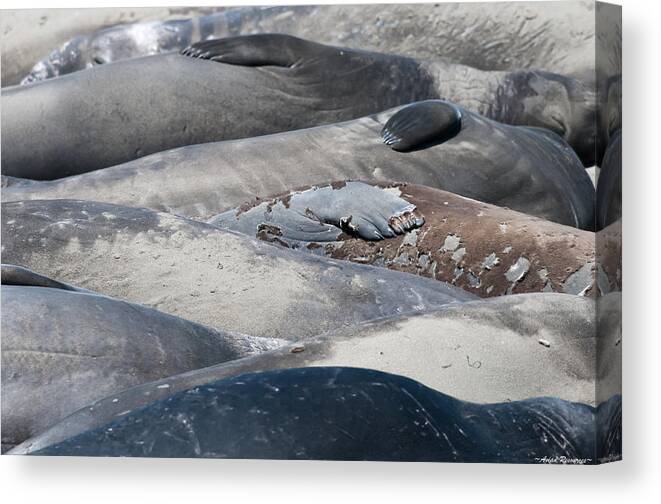 Elephant Canvas Print featuring the photograph Sunbathing Elephant Seals by Avian Resources