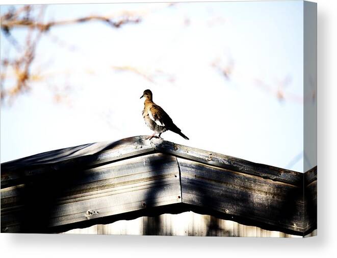 Birds Canvas Print featuring the photograph Sunday morning by Jessica S