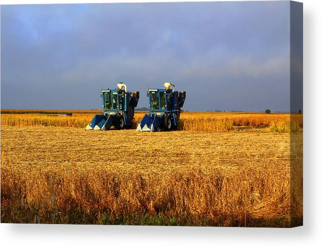 Tractors Canvas Print featuring the photograph Sunday Morning by Viviana Nadowski
