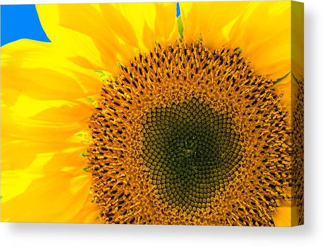 Sunflower Canvas Print featuring the photograph Sunflower by Andreas Berthold
