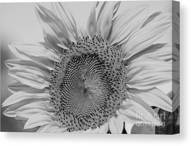 Sunflowers Canvas Print featuring the photograph Sunflower Black and White by Wilma Birdwell