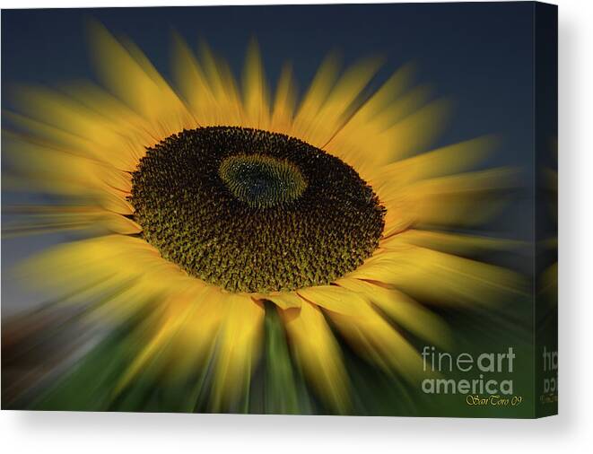 Flower Canvas Print featuring the photograph Sunflower by Bruno Santoro