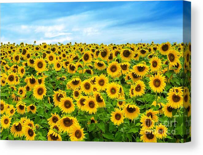 Sunflowers Canvas Print featuring the photograph Sunflower field by Mike Ste Marie
