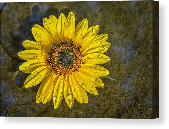 Flowers Canvas Print featuring the photograph Sunflower In Birdbath by Larry Pacey