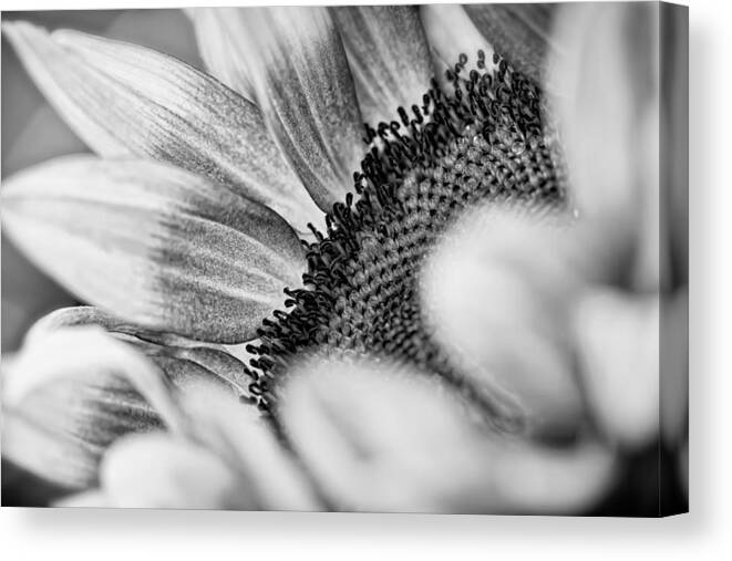 Nature Canvas Print featuring the photograph Sunflower by Jonathan Nguyen