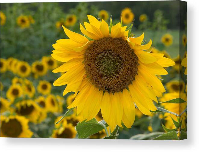 Landscape Canvas Print featuring the photograph Sunflower by Joye Ardyn Durham