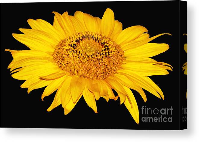 Sunflowers Canvas Print featuring the photograph Sunflower on Black with Oil Painting Effect by Rose Santuci-Sofranko