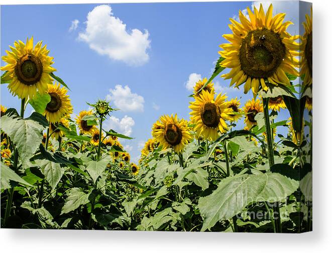 Sunflower Canvas Print featuring the photograph Sunflower Row by Paul Mashburn