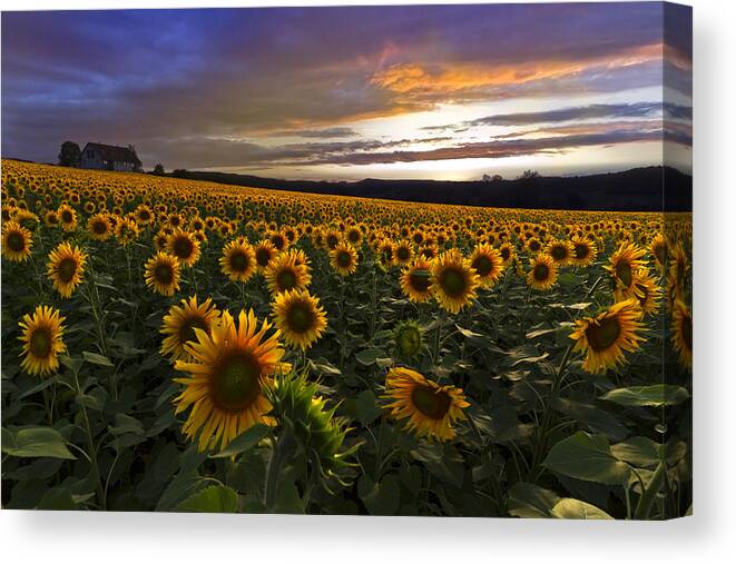 Austria Canvas Print featuring the photograph Sunflower Sunset by Debra and Dave Vanderlaan