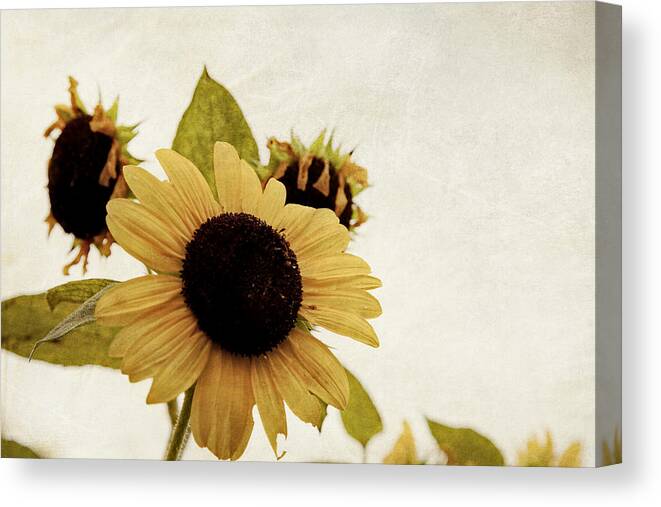 Sunflower Canvas Print featuring the photograph Sunflower by Toni Hopper