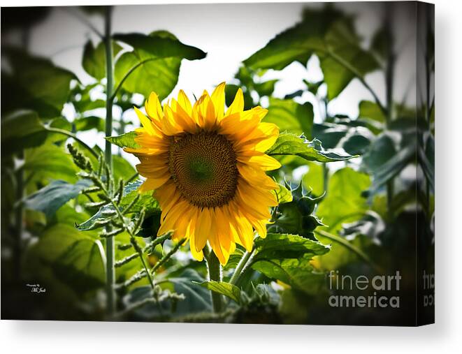 Sunflower Canvas Print featuring the photograph Sunflower Vignette Edges by Ms Judi