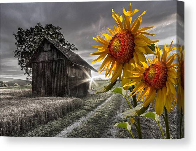 Appalachia Canvas Print featuring the photograph Sunflower Watch by Debra and Dave Vanderlaan