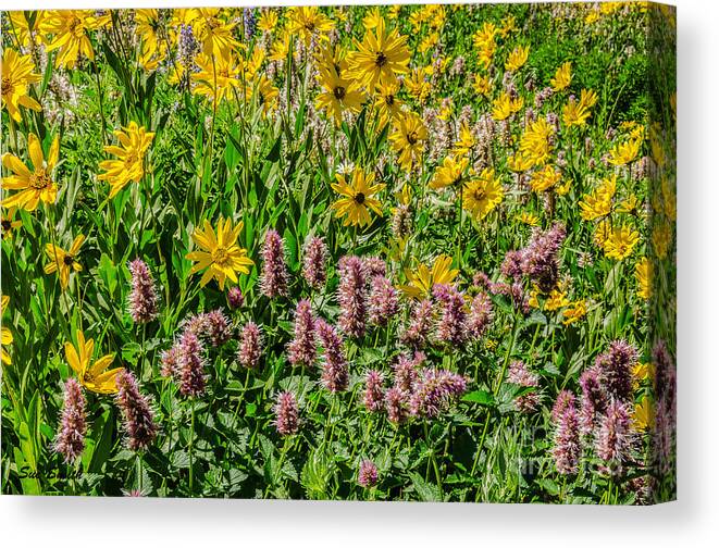 Agastache Urticifolia Canvas Print featuring the photograph Sunflowers and Horsemint by Sue Smith