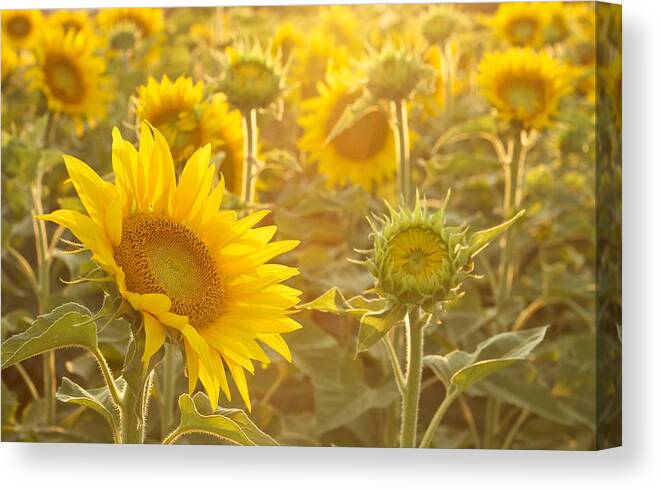 Landscape Canvas Print featuring the photograph Sunflowers by David Quinn