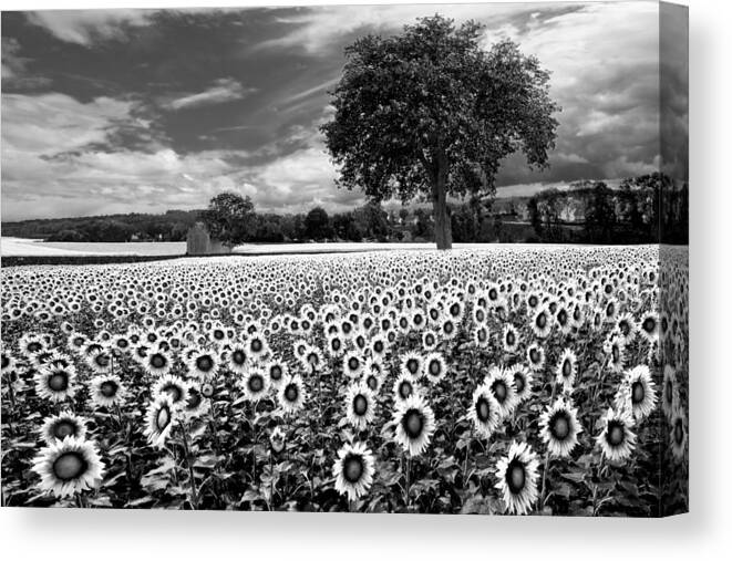 American Canvas Print featuring the photograph Sunflowers in Black and White by Debra and Dave Vanderlaan