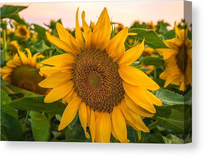 Sunflowers Canvas Print featuring the photograph Sunflowers by Janet Kopper