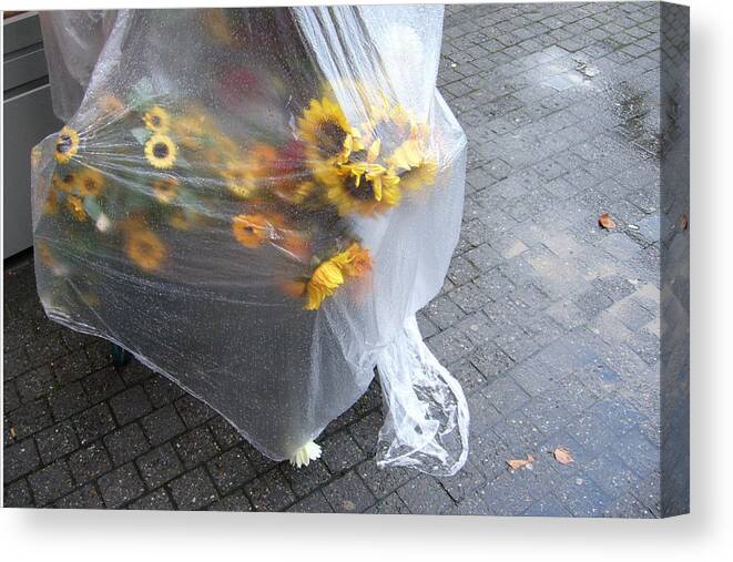 Sunflowers Canvas Print featuring the photograph Sunflowers protected against rain by Matthias Hauser