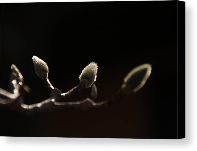Magnolia Buds Canvas Print featuring the photograph Sunlit Magnolia Buds by David Yocum