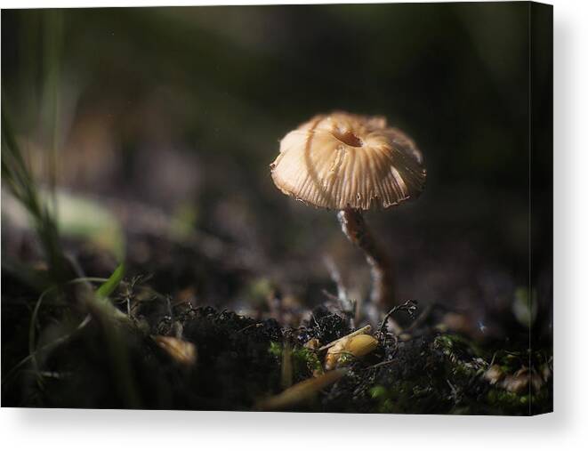 Mushroom Canvas Print featuring the photograph Sunlit Mushroom by Scott Norris