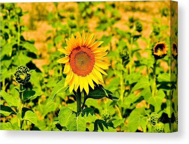 Sunflowers Canvas Print featuring the photograph Sunny by BandC Photography