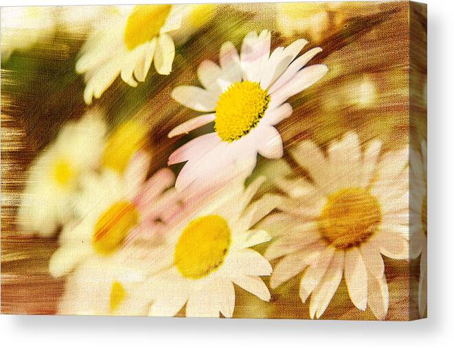 Daisies. White Flowers. Yellow Flowers. Green Stems. Painted Textures. Digital Art. Photography. Print. Canvas. Greeting Card. Birthday Cards. Get Well Cards. Sympathy Cards. Poster. Landscape. Nature. Fine Art. Canvas Print featuring the photograph Sunny Daisies by Mary Timman