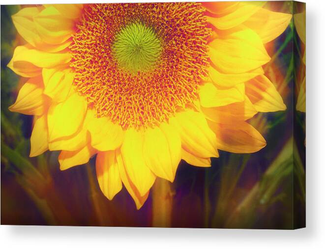 Flowers Canvas Print featuring the photograph Sunny Sunflower by Susan Stone