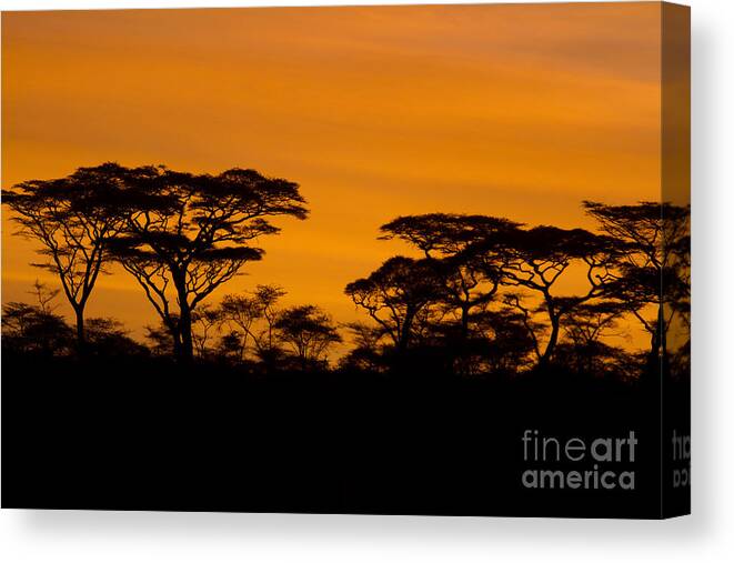Africa Canvas Print featuring the photograph Sunrise Acacias by Chris Scroggins