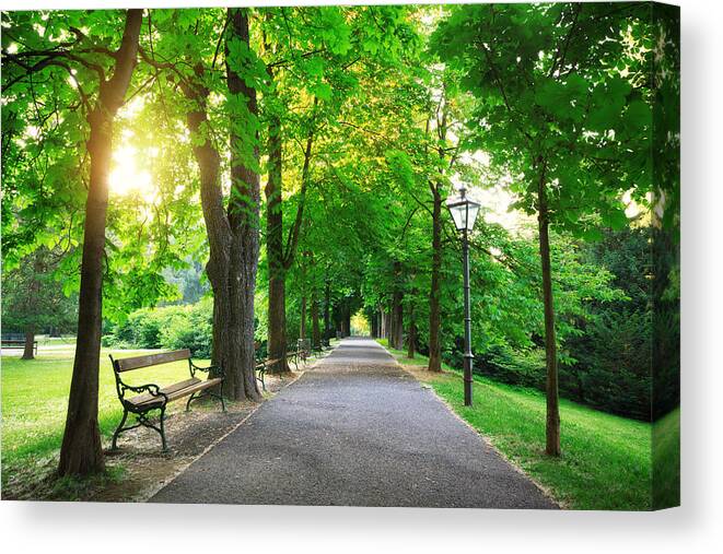 Scenics Canvas Print featuring the photograph Sunrise In a Green Park by Borchee
