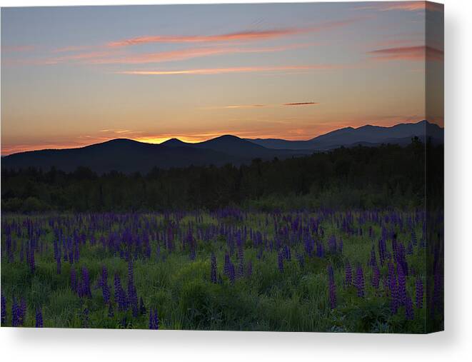 Sunrise Canvas Print featuring the photograph Sunrise over a Field of Lupines by John Vose