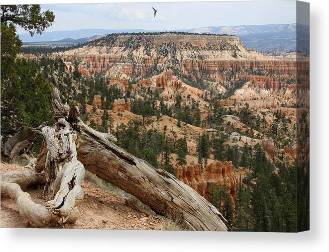 Bryce Canyon Canvas Print featuring the photograph Sunrise Point Overview by Christiane Schulze Art And Photography