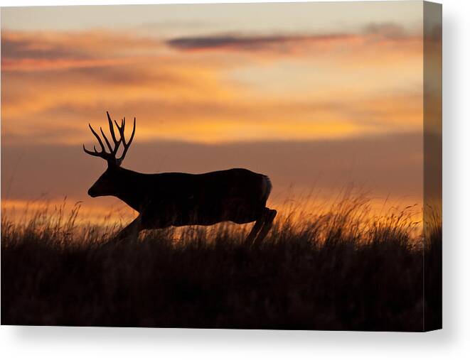 Mule Deer Canvas Print featuring the photograph Sunrise Silhouette by D Robert Franz