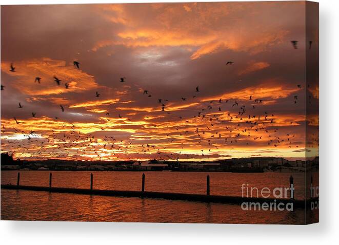 Sunset Canvas Print featuring the photograph Sunset in Tauranga New Zealand by Jola Martysz