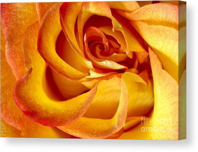 Rose Canvas Print featuring the photograph Sunset Rose by Pattie Calfy
