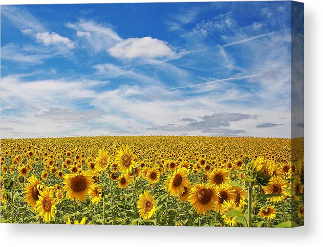 Sunflower Canvas Print featuring the photograph Sunshine of the Heart-- Wide Open Sky in The Mind-- Limitless the days by SCB Captures