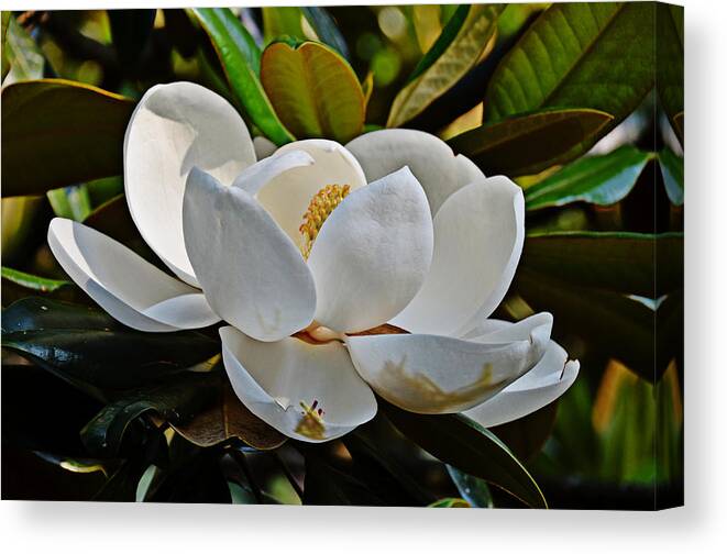 Magnolia Canvas Print featuring the photograph Sure Sign of Spring by Linda Brown