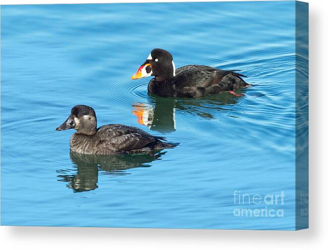 Melanitta Canvas Print featuring the photograph Surf Scoter Pair by Anthony Mercieca