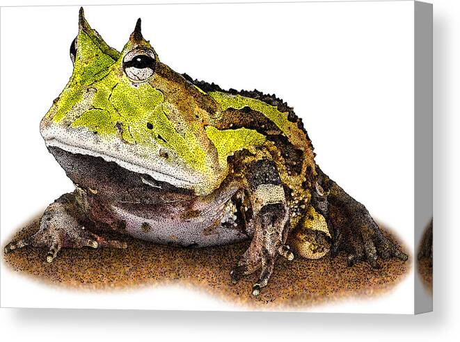 Surinam Horned Frog Canvas Print featuring the photograph Surinam Horned Frog, C. Cornuta by Roger Hall