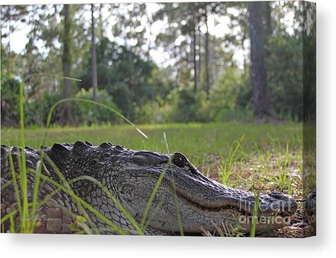 Florida Canvas Print featuring the photograph Surprise Alligator Houseguest by Dodie Ulery