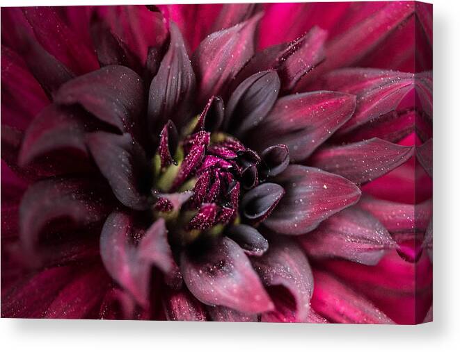 Dahlia Canvas Print featuring the photograph Surprise by Cathy Donohoue