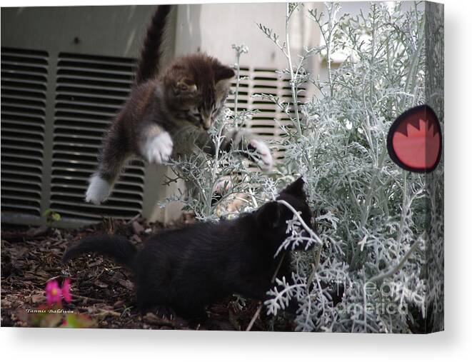 Kitten Canvas Print featuring the photograph Surprise by Tannis Baldwin