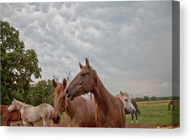 Horses Canvas Print featuring the photograph Surviving the storm by Toni Hopper
