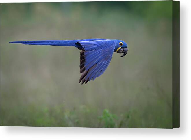 Wildlife Canvas Print featuring the photograph Suspended by Greg Barsh