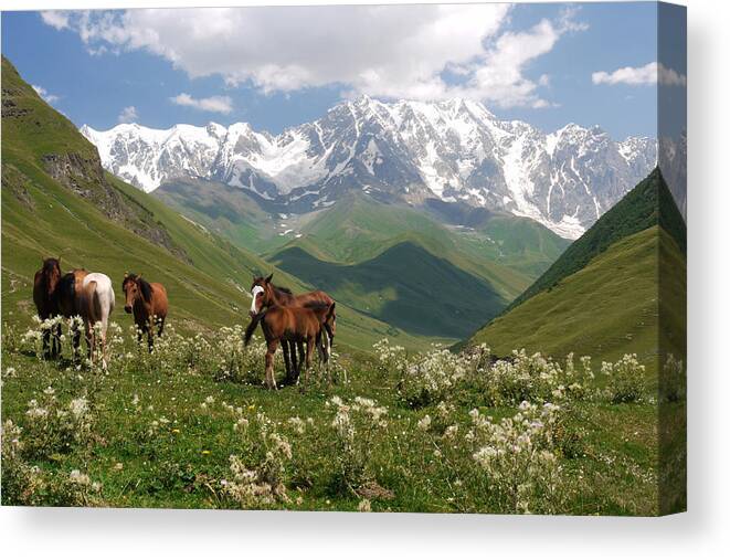 Horse Canvas Print featuring the photograph Svaneti by Ivan Slosar