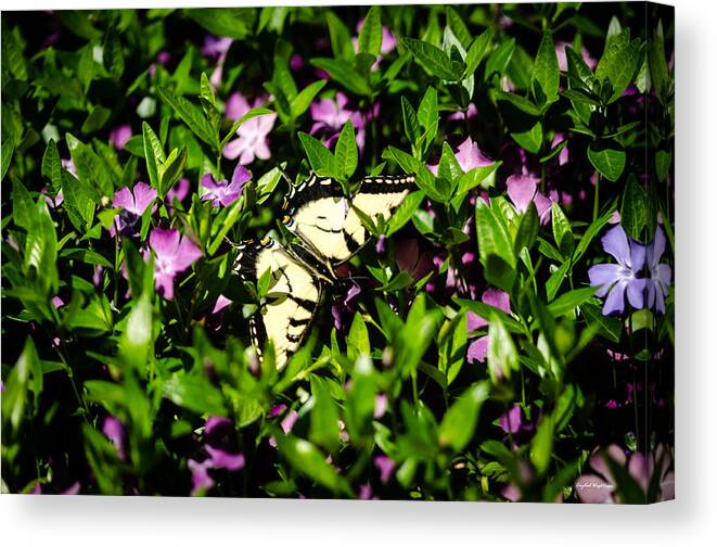 Eastern Swallowtail Butterfly Canvas Print featuring the photograph Swallowtail Butterfly by Crystal Wightman