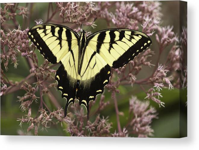 Butterflies Canvas Print featuring the photograph Swallowtail in Pink by Donald Brown