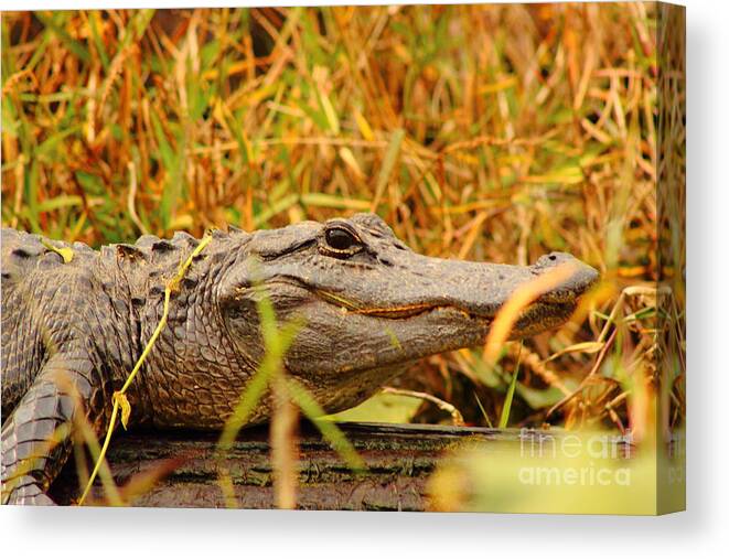 Alligator Canvas Print featuring the photograph Swamp Gator by Andre Turner