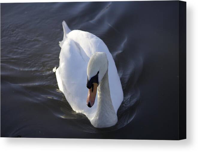 White Canvas Print featuring the photograph Swan in motion by Denise Cicchella